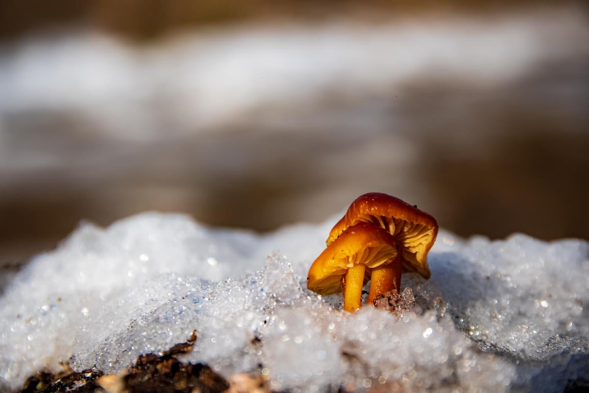 Two bright orange mushrooms stand out on the white frozen ground.